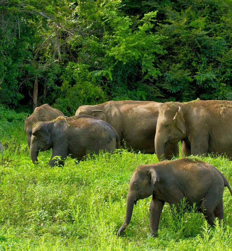 wild elephants in polonnaruwa